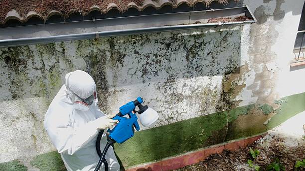 Mold Removal service in Englewood